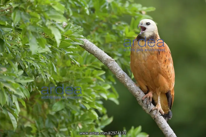 : Black-collared Hawk - adult sitting on a branch calling : Black-collared Hawk - adult sitting on a branch calling