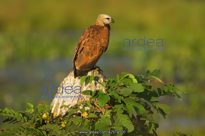  : Black-collared Hawk - adult sitting on a rock looking