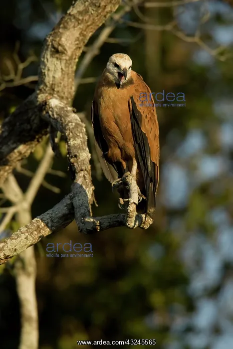 : Black-collared Hawk, Busarellus nigricollis : Black-collared Hawk, Busarellus nigricollis