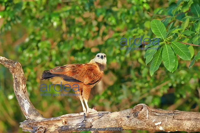 : Black-collared Hawk eating a fish Pantanal area : Black-collared Hawk eating a fish Pantanal area
