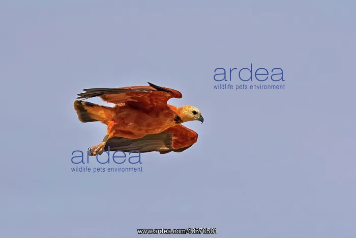 : Black-collared Hawk - in flight : Black-collared Hawk - in flight