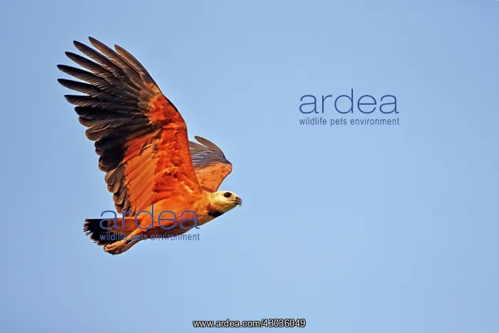 : Black-collared Hawk in flight before fishing Pantanal : Black-collared Hawk in flight before fishing Pantanal