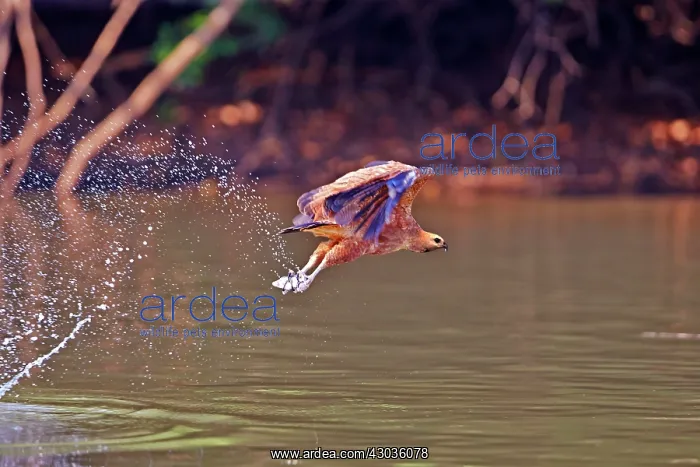 : Black-collared Hawk in flight having just caught : Black-collared Hawk in flight having just caught