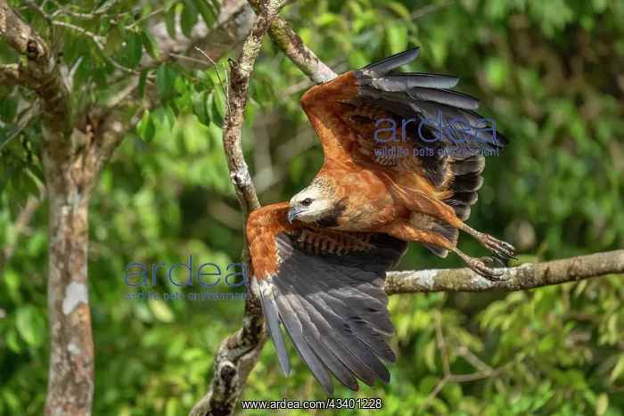 : black-collared hawk hunting in large wetland : black-collared hawk hunting in large wetland