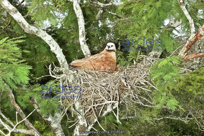 : Black-collared Hawk at nest : Black-collared Hawk at nest