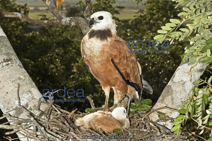 : Black-collared Hawk at nest with young : Black-collared Hawk at nest with young