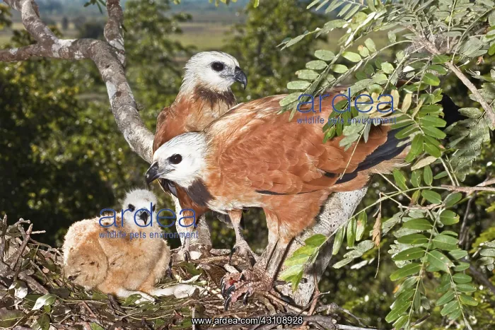 : Black-collared Hawk pair at nest with young : Black-collared Hawk pair at nest with young