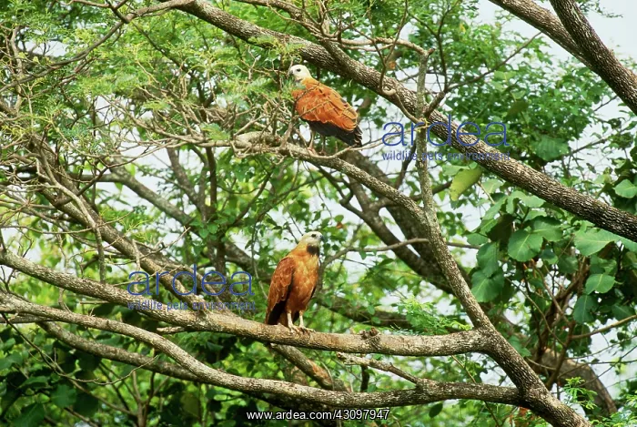 : Black-collared Hawks : Black-collared Hawks