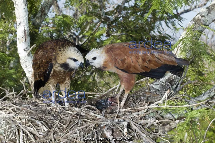 : Black-Collared Hawks at Nest : Black-Collared Hawks at Nest