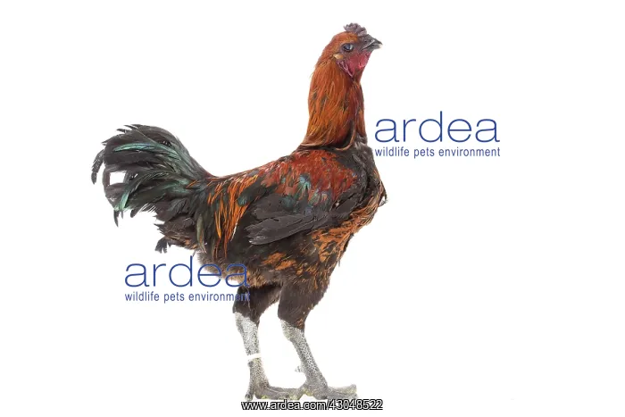 : Black Combattant de Brugges Chicken : Black Combattant de Brugges Chicken