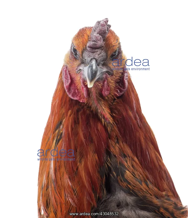 : Black Combattant de Brugges Chicken : Black Combattant de Brugges Chicken
