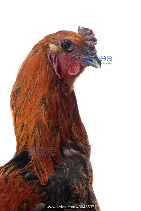: Black Combattant de Brugges Chicken : Black Combattant de Brugges Chicken
