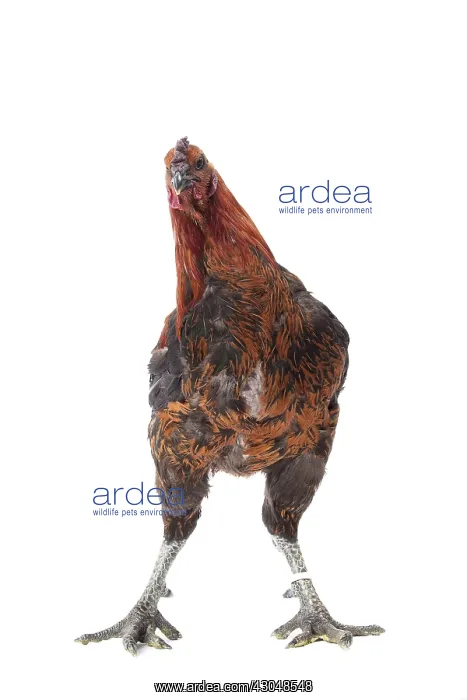 : Black Combattant de Brugges Chicken : Black Combattant de Brugges Chicken