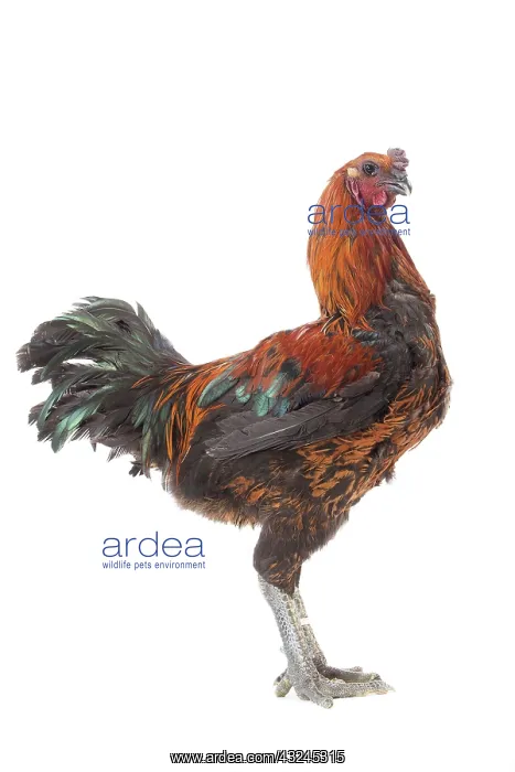 : Black Combattant de Brugges Chicken : Black Combattant de Brugges Chicken