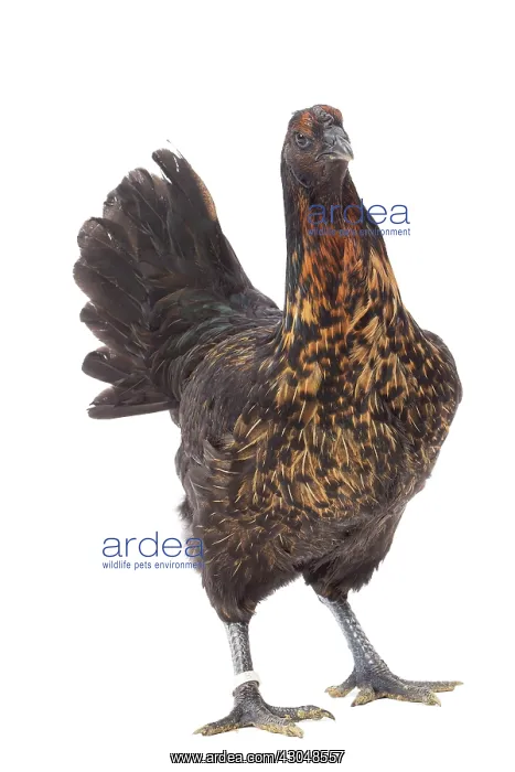 : Black Combattant de Brugges Chicken golden hackles hen : Black Combattant de Brugges Chicken golden hackles hen