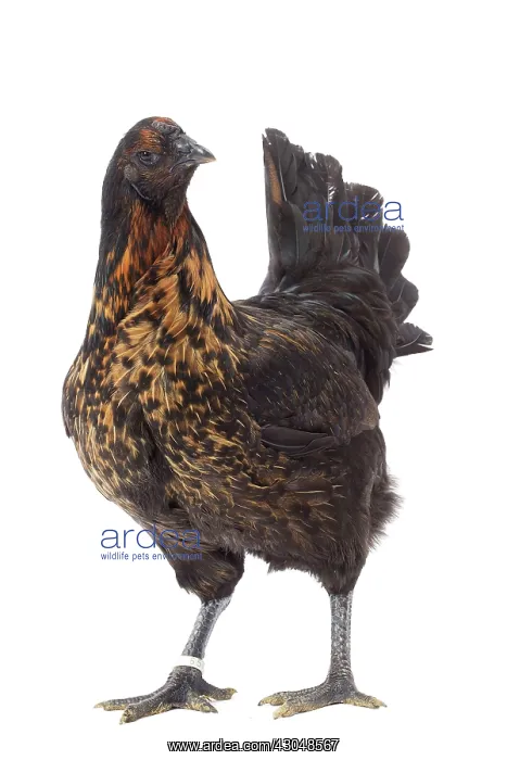 : Black Combattant de Brugges Chicken golden hackles hen : Black Combattant de Brugges Chicken golden hackles hen