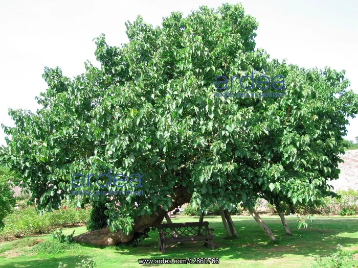 : Black / Common Mulberry Tree : Black / Common Mulberry Tree