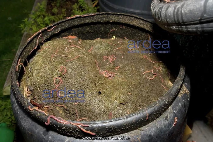 : Black compost bin with active worm population : Black compost bin with active worm population