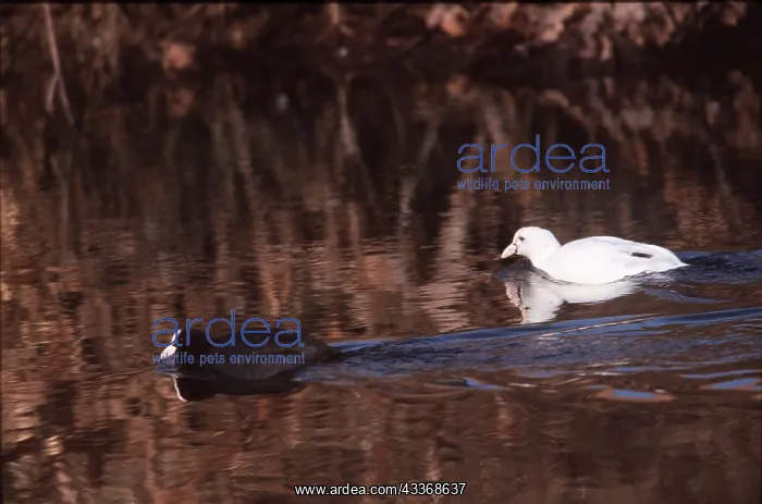 : Black COOT - adult with albino coot : Black COOT - adult with albino coot