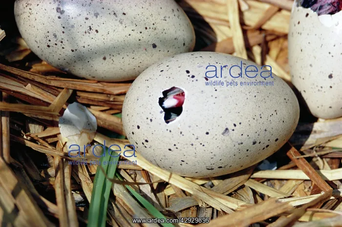 : Black COOT - chick hatching from egg, sequence available : Black COOT - chick hatching from egg, sequence available