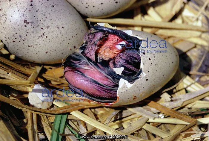 : Black COOT - chick hatching from egg, sequence available : Black COOT - chick hatching from egg, sequence available