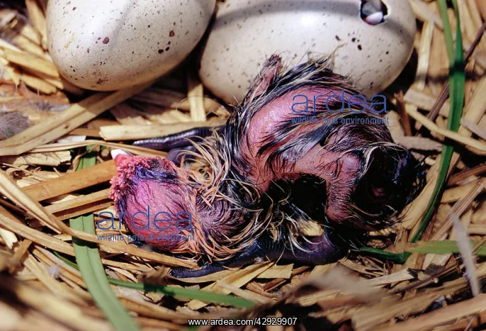 : Black COOT - newborn chick, hatching from egg : Black COOT - newborn chick, hatching from egg
