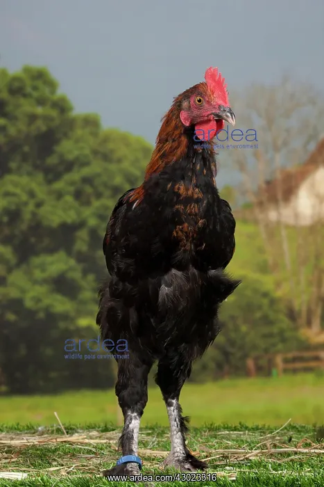  : Black Copper Marans Chicken Cockerel
