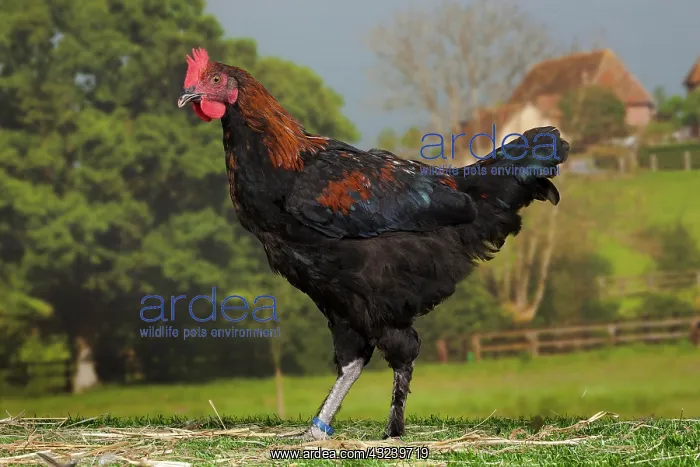 : Black Copper Marans Chicken Cockerel