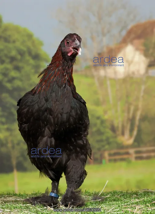 : Black Copper Marans Chicken hen : Black Copper Marans Chicken hen