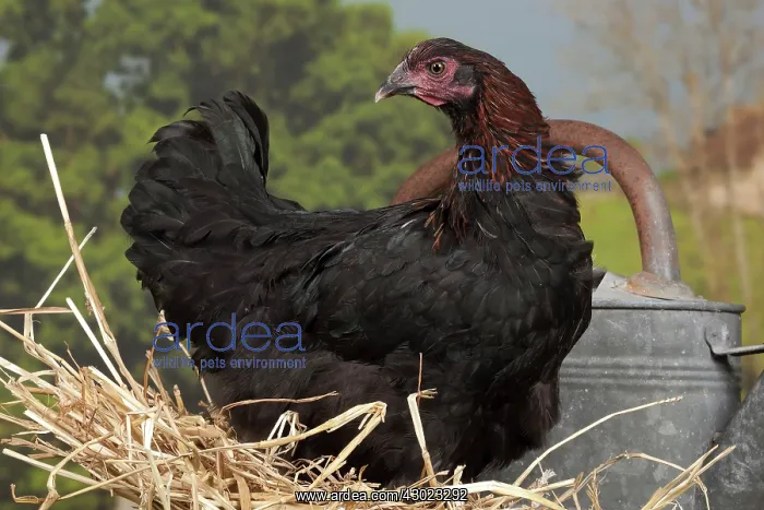 : Black Copper Marans Chicken hen : Black Copper Marans Chicken hen