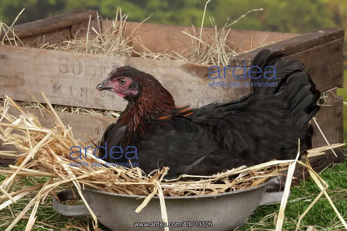: Black Copper Marans Chicken hen : Black Copper Marans Chicken hen