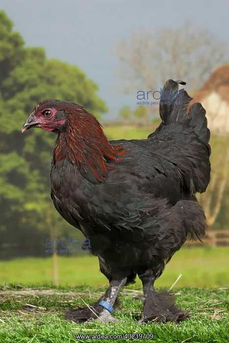 : Black Copper Marans Chicken hen : Black Copper Marans Chicken hen