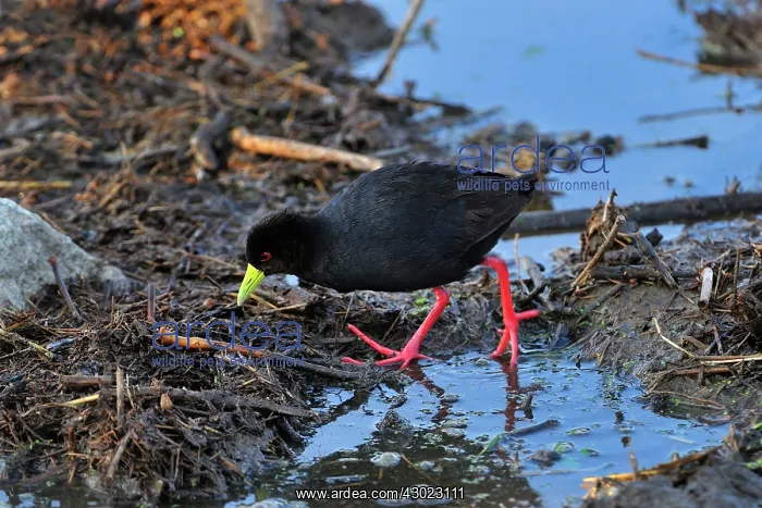 : Black Crake : Black Crake