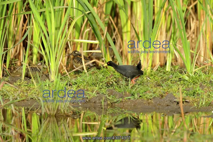 : Black Crake : Black Crake