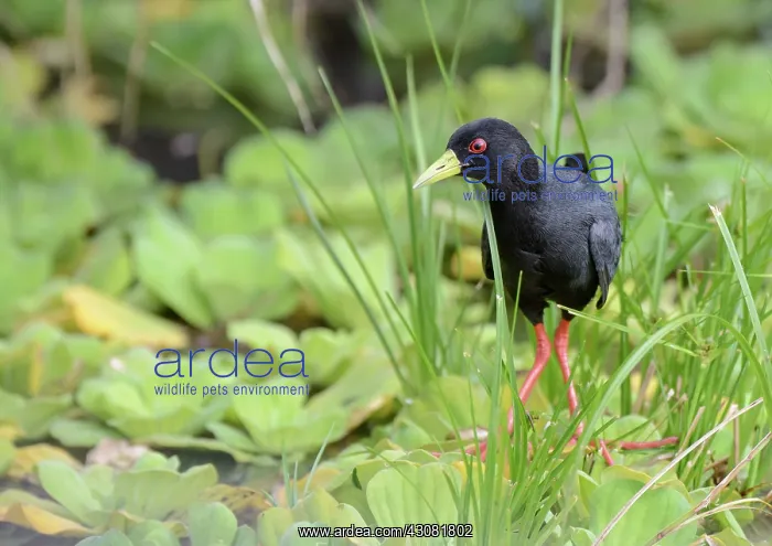 : Black Crake : Black Crake