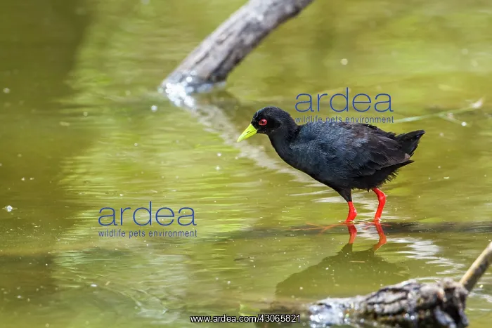  : Black Crake in Kruger National park, South Africa