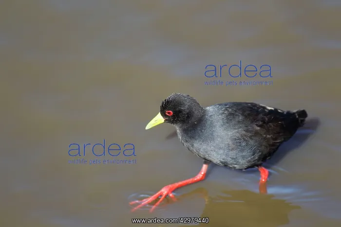 : Black Crake - searching for food near the lakeshore : Black Crake - searching for food near the lakeshore