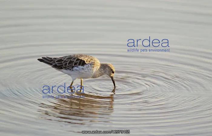 : Black Crake - searching for food near the lakeshore : Black Crake - searching for food near the lakeshore
