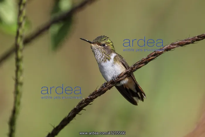 : Black-crested coquette Lophornis helenae A hummingbir : Black-crested coquette Lophornis helenae A hummingbir