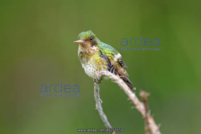 : Black-crested coquette Lophornis helenae A hummingbir : Black-crested coquette Lophornis helenae A hummingbir