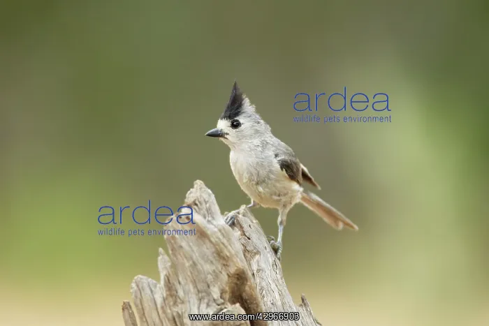 : Black-crested Titmouse : Black-crested Titmouse