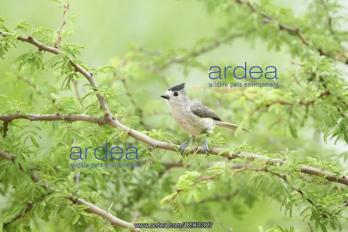 : Black-crested Titmouse : Black-crested Titmouse