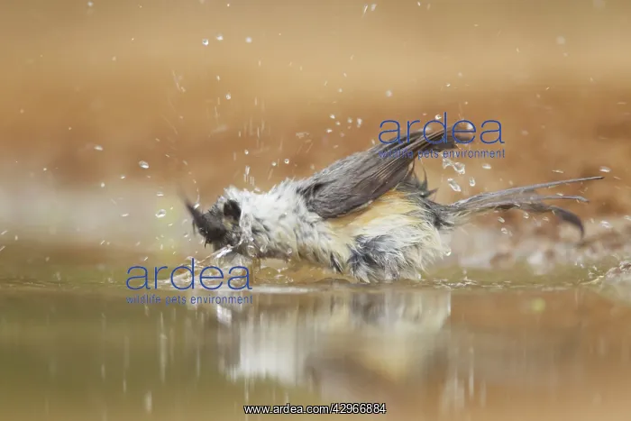: Black-crested Titmouse - washing : Black-crested Titmouse - washing