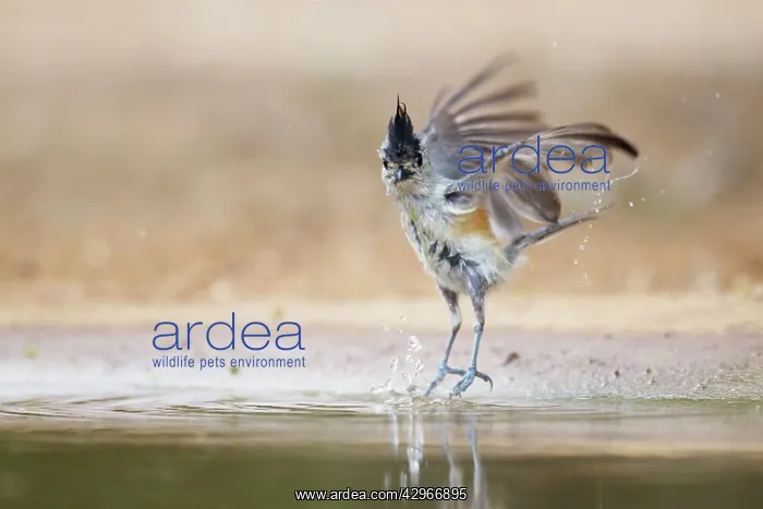 : Black-crested Titmouse - washing : Black-crested Titmouse - washing