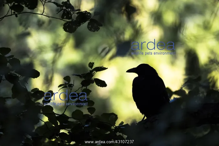 : Black Crow (Corvus corone corone), Silhouette, Hesse : Black Crow (Corvus corone corone), Silhouette, Hesse