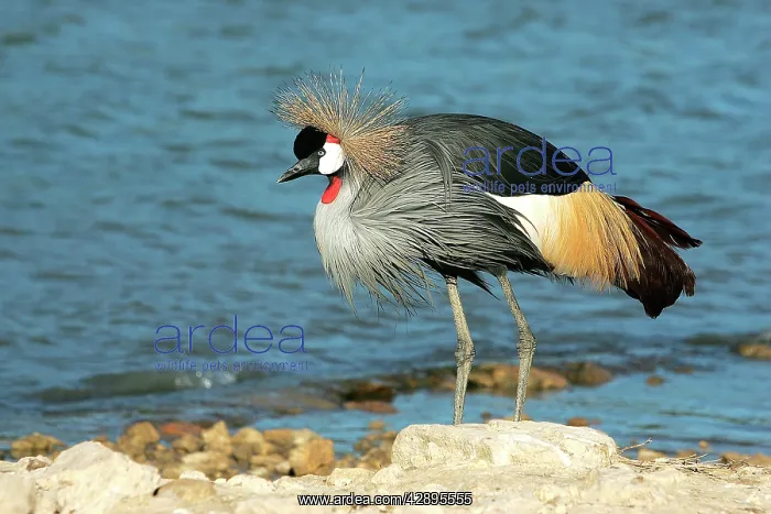: Black-crowned Crane : Black-crowned Crane