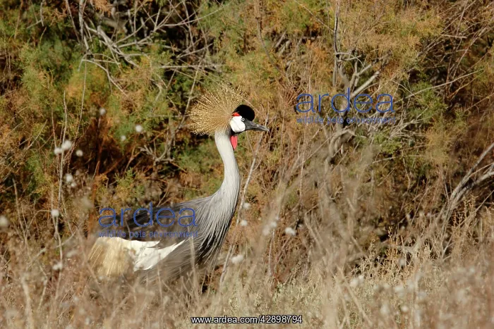 : Black-Crowned Crane : Black-Crowned Crane