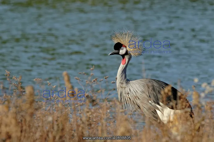 : Black-Crowned Crane : Black-Crowned Crane