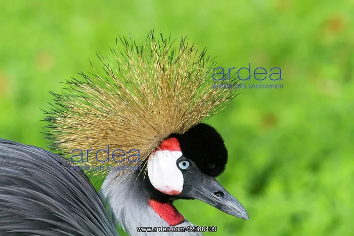 : Black Crowned Crane : Black Crowned Crane