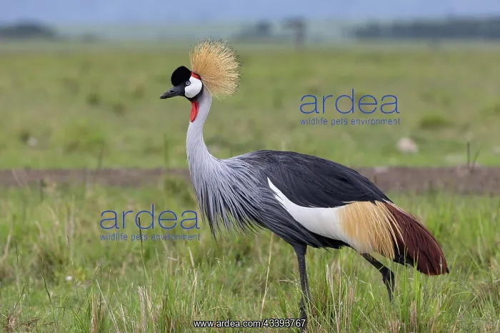 : BLACK CROWNED CRANE : BLACK CROWNED CRANE